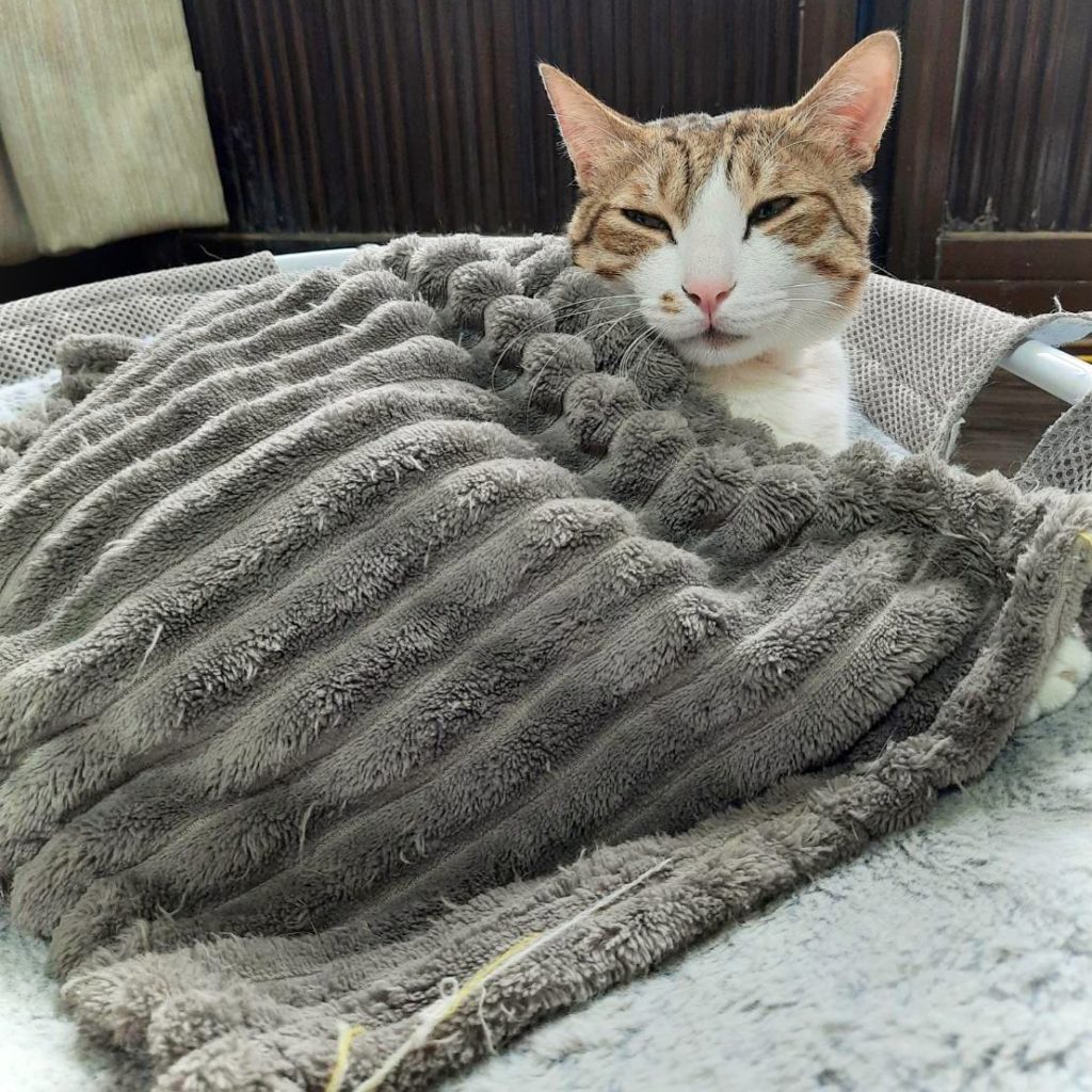 貓咪是怕冷的動物，冬天寒流來襲務必注意貓咪保暖。冬天家中可以放熱感貓窩，或是準備溫暖舒適的小毯毯給貓咪避免貓咪著涼